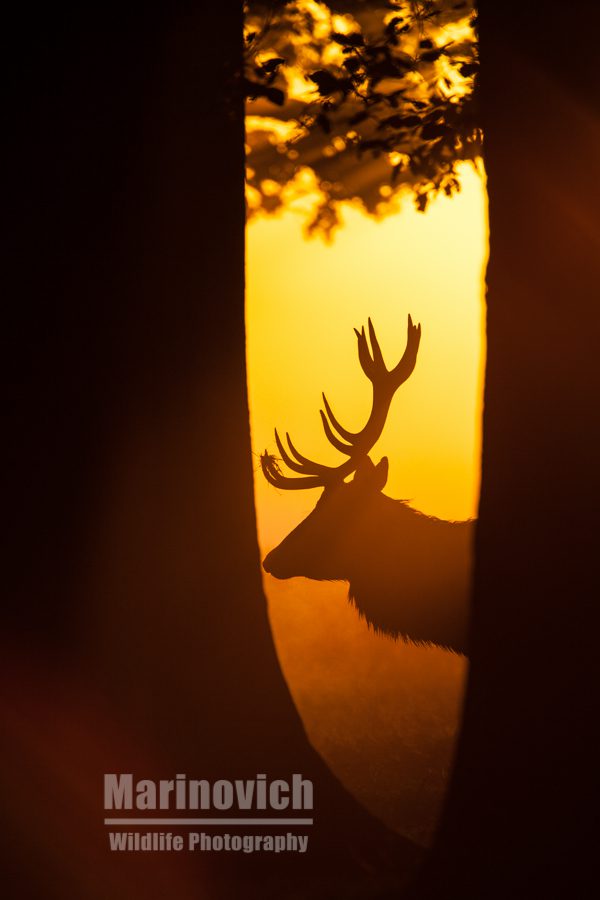 "Red Deer Silhouette - Marinovich Wildlife Photography"