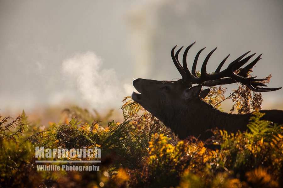 "Morning breath - Bushy Park - Marinovich Wildlife photography"