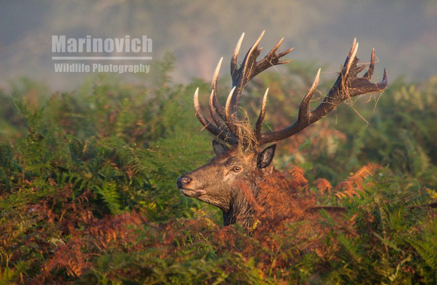 "Rutting Deer- Bushy Park - Marinovich Wildlife Photography"