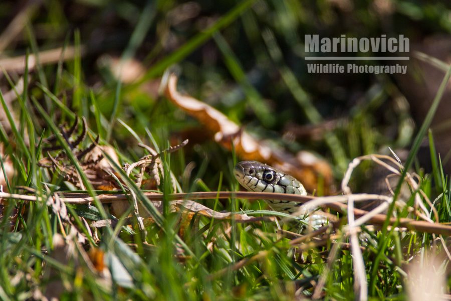 "Grass Snake - Bushy Park - Marinovich Wildlife Photography"