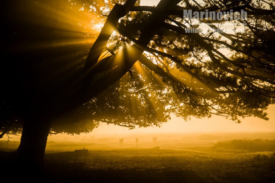 "Morning sunflares - Bushy Park - Marinovich Photography"