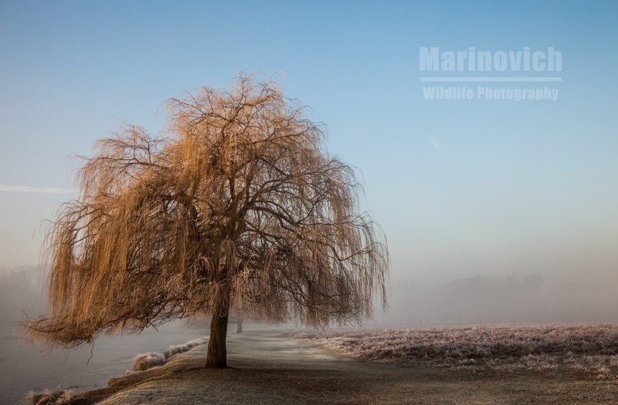 "Chilly Morning - Bushy Park - Marinovich Phorography"