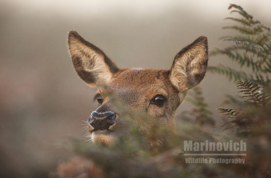 "Red Deer Hind - female - Marinovich Wildlife Photography"