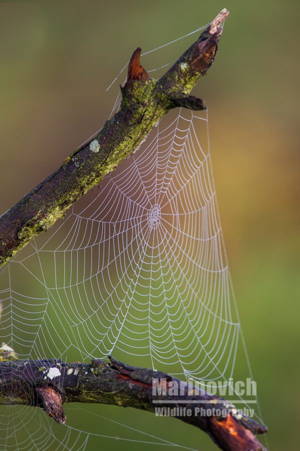 "Spiders web - Bushy Park - Marinovich Wildlife Photography"