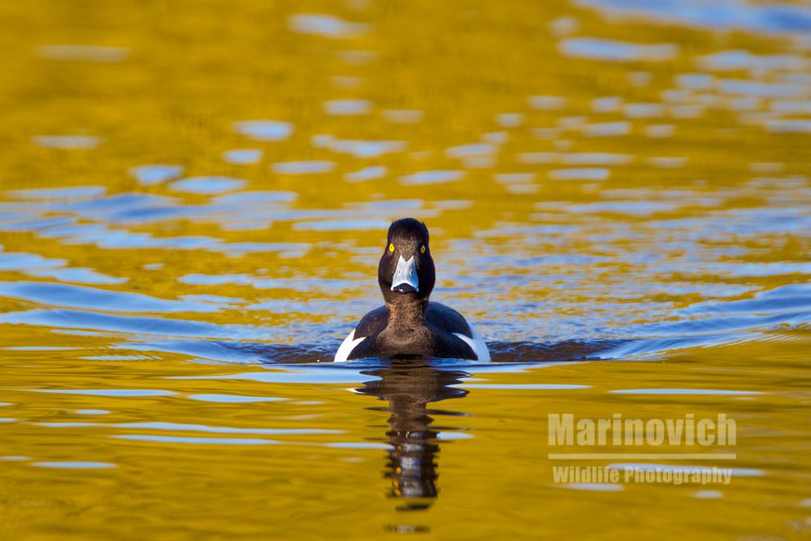 "Tufted Duck on Golden Pond - Bushy Park - Marinovich Wildlife Photography"