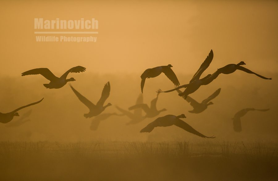 "Misty morning landing - bushy pArk - marinovich wildlife photography"