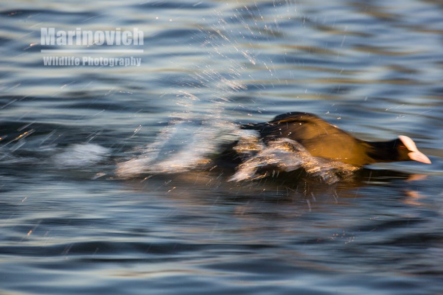 "Coot attacking a rival - Marinovich Wildlife Photography"