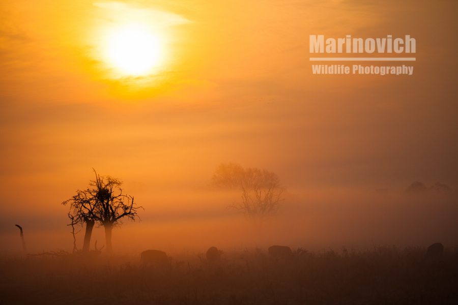 "Fallow Deer in the mist - Bushy Park - Marinovich Wildlife Photography"