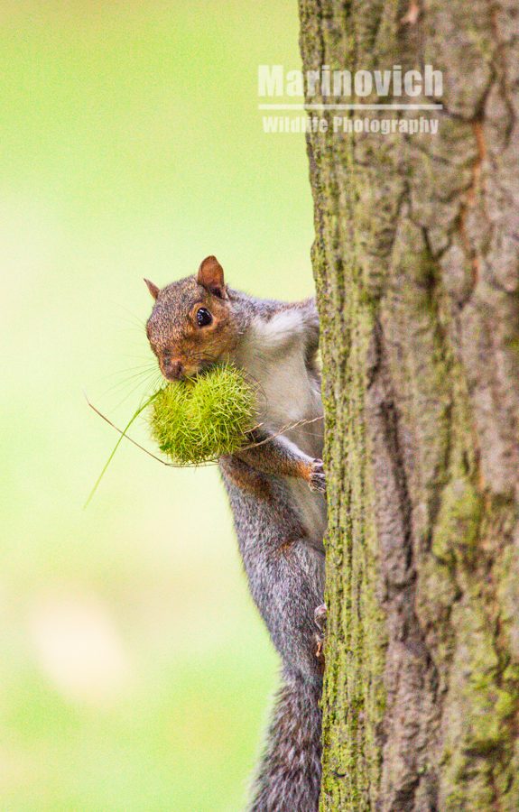 "Spikey meal - grey squirrel - Marinovich Wildlife Photography"