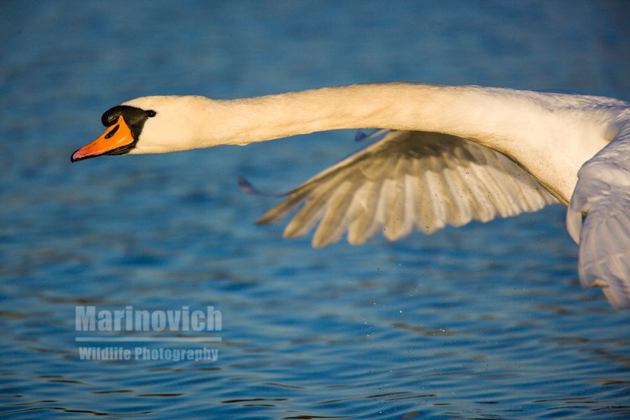 "Mute Swan fly-by  - Marinovich Wildlife Photography"