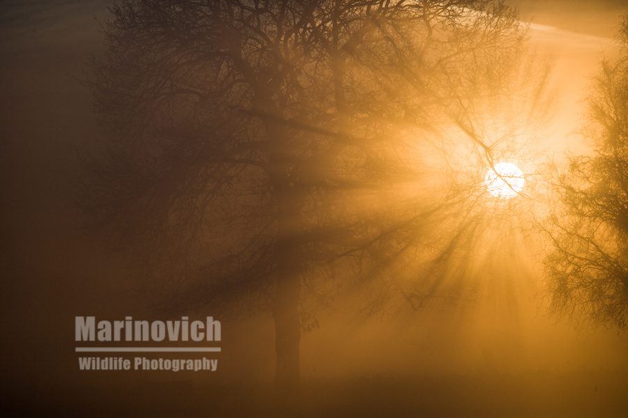 "Sunflares in Bushy Park"