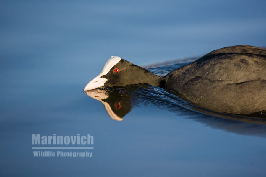 "Mirror Pond Coot - Bushy PArk - MArinovich Wildlife Photography"