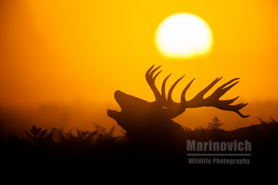 "Red Deer Roar - Marinovich Wildlife Photography"