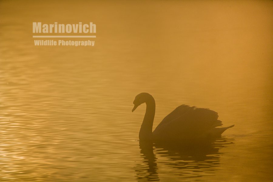 "Mute Swan - marinovich wildlife photography"