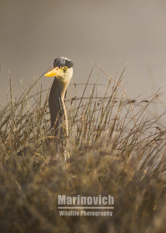 "grey heron - marinovich wildlife photography"