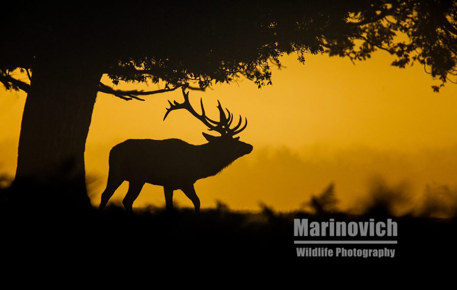 Red Deer stag in silhouette - Marinovich Wildlife photography"