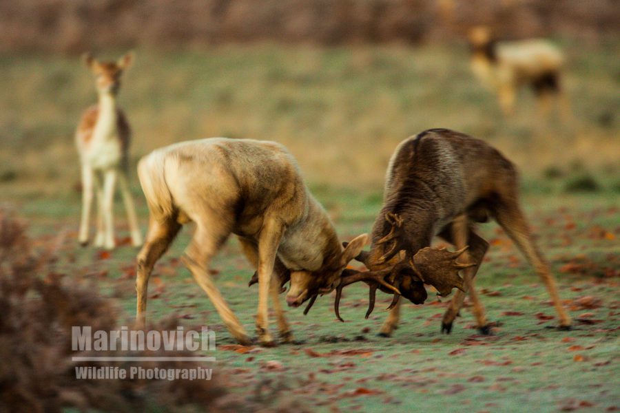 "Fallow deer fighting - Bushy Park - Marinovich Wildlife Photography"