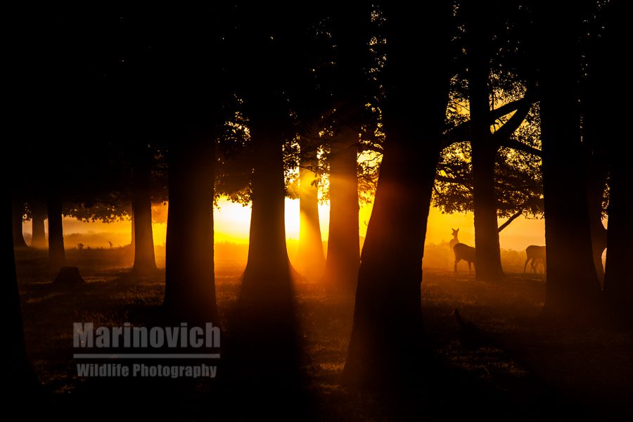 "Through the trees - marinovich photography"
