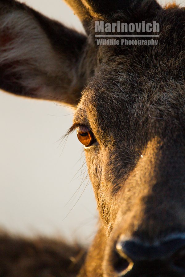 "Eye-to-eye - red deer - marinovich wildlife photography"