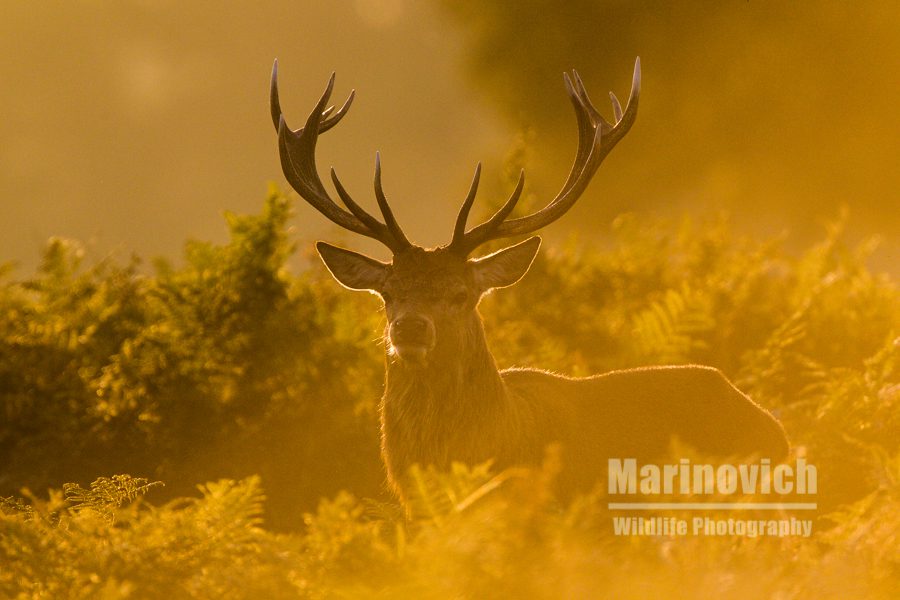 "Approaching Red deer - marinovich wildlife"