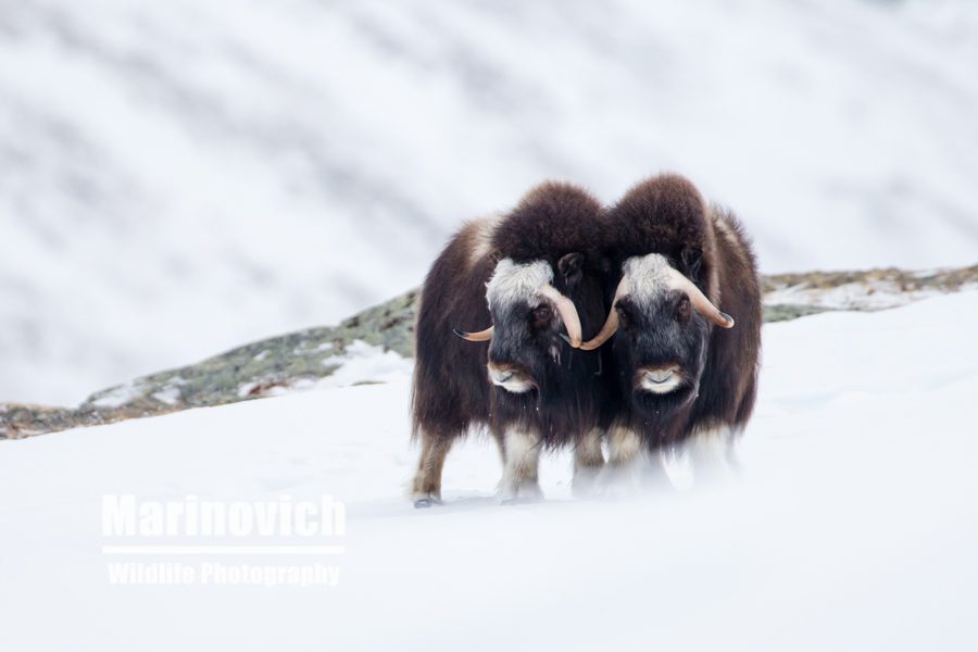 "Musk Ox Pair - Dovrefjell Norway - Marinovich Wildlife Photography"