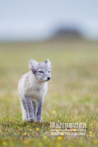"Arctic Foz - Svalbard - Marinovich Wildlife Photography"