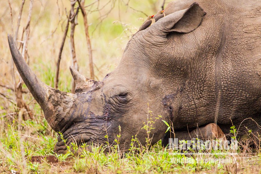 "white Rhino - Marinovich Wildlife Photography"
