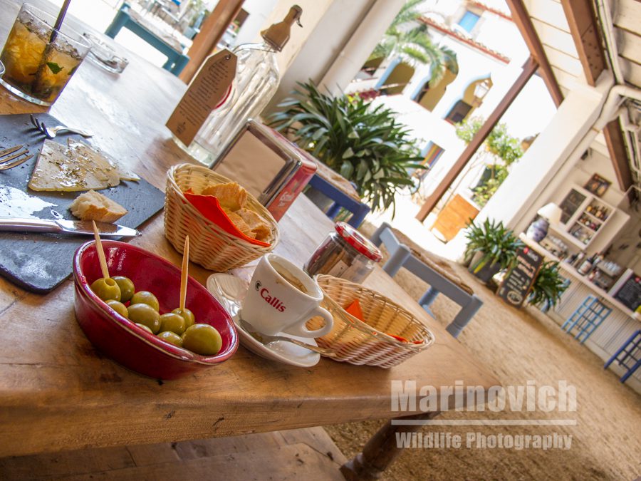 "Eating in Spain - marinovich-wildlife-photography"