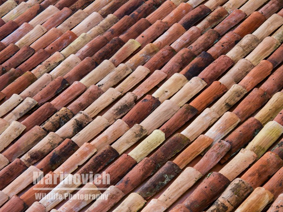 " Tiled roof - Marinovich Wildlife Photography"