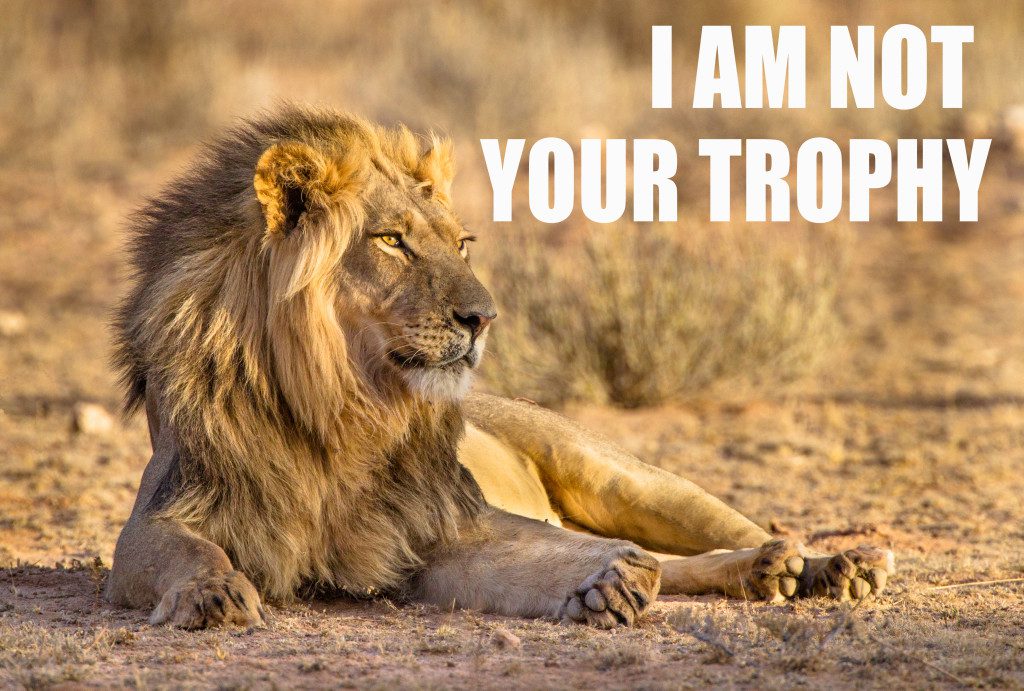 "Say No to Lion Trophy Hunting - Marinovich Photography"