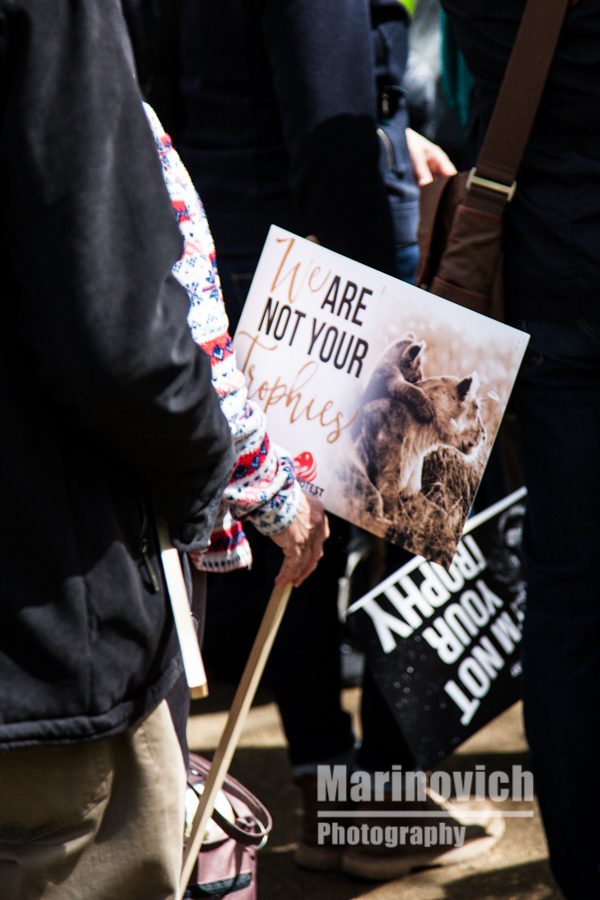 "I'm not your trophy - March Against Lion Trophy Hunting"