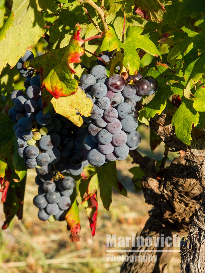 "Vineyards in Vis, Croatia - marinovich photography"