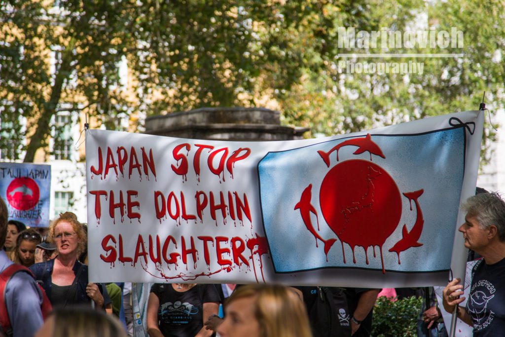 "Japan stop killing dolphins in Taiji - marinovich-photography"
