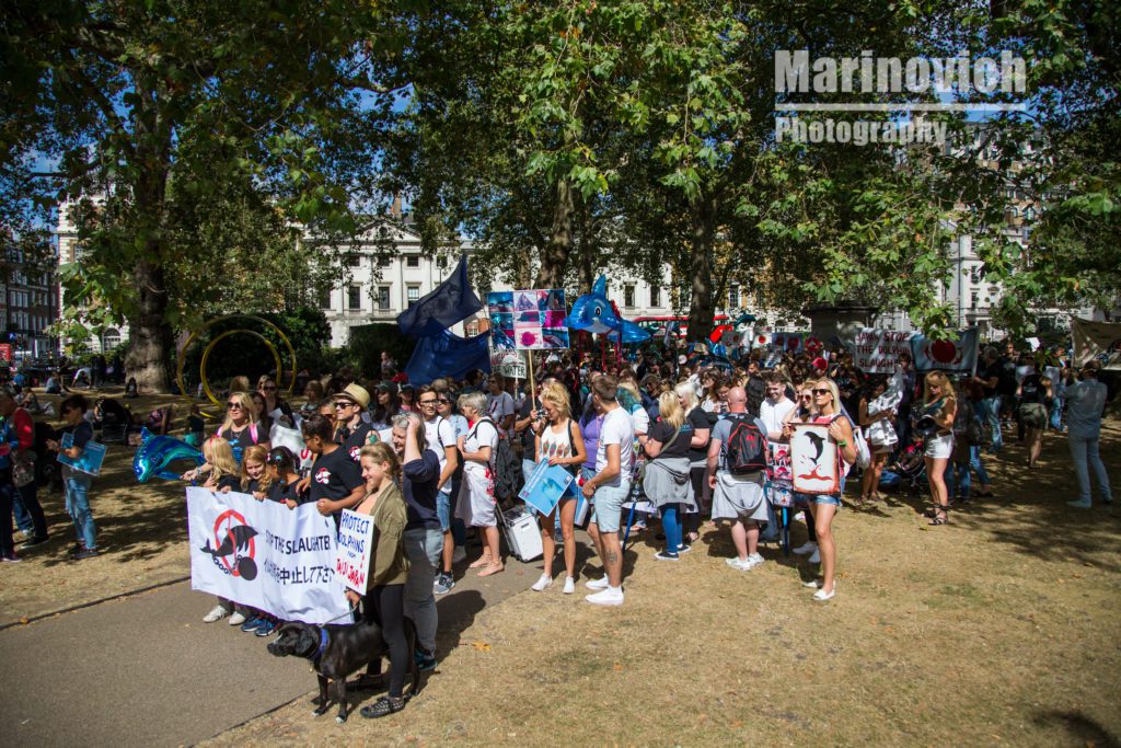 "March against the japanese dolphin slaughter - marinovich-photography"