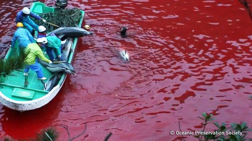 "Taiji - The cove for dolphin slaughter in Japan"