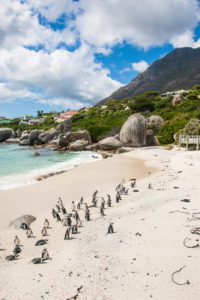 "African Penquins in Cape Town - Marinovich Photography"