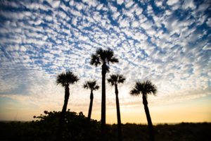 "Palms and sunsets in Tampa bay - Marinovich Photography"