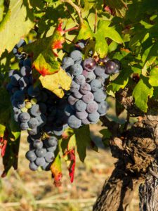 "Wine grapes of Vis island - Marinovich Photography"