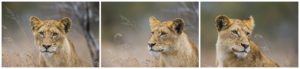"Lion cub portrait by Wayne Marinovich Photography"