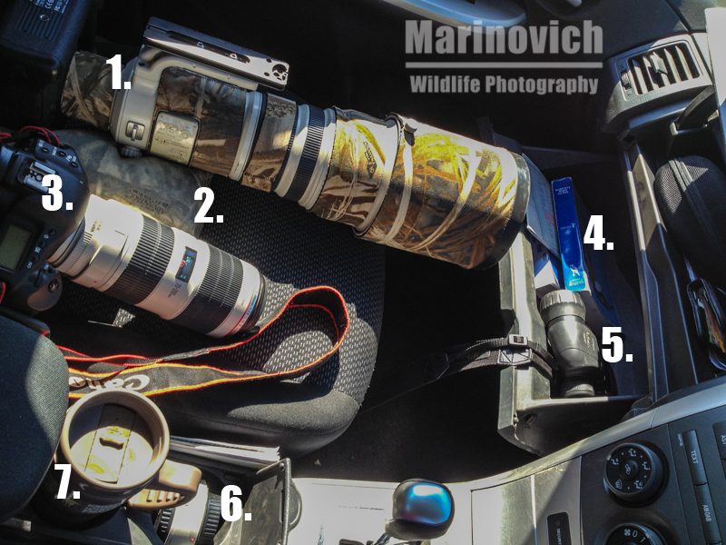 "Wildlife photography tips - Marinovich Photography"