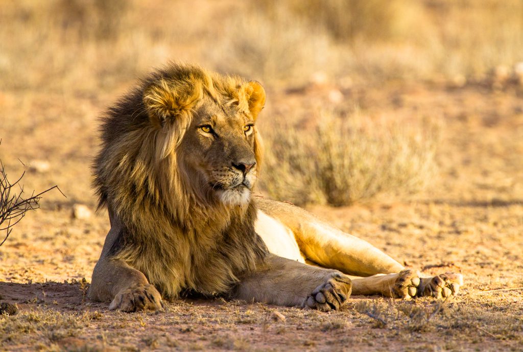 "Kgalagadi Lion in the ideal photography light - Wayne Marinovich Photography"