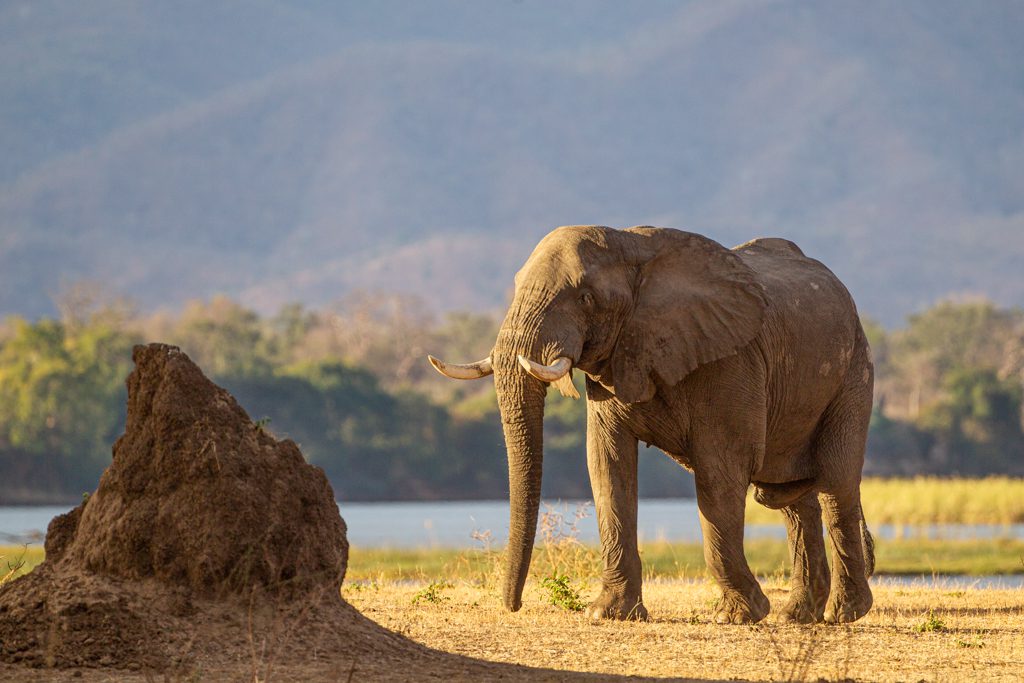 "African elephant in the later afternoon sun - Wayne Marinovich Photography"
